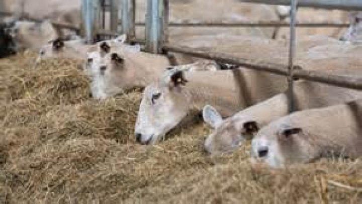 In lamb ewes feeding?