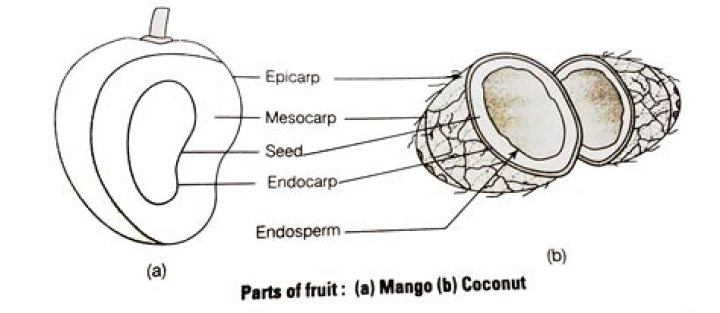 In mango and coconut the fruit drupe develops from?