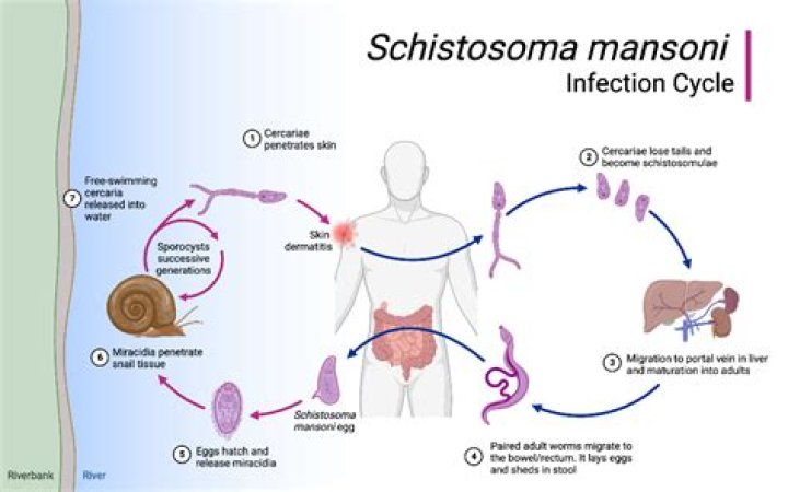 In schistosoma male is?
