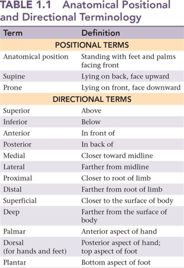 In the anatomical position the pollex is on the side of the manus?