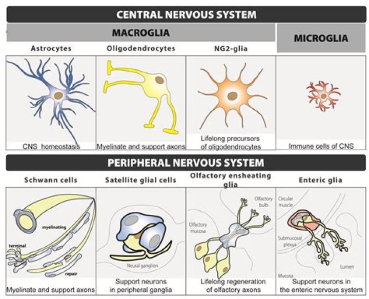 In the nervous system glia?