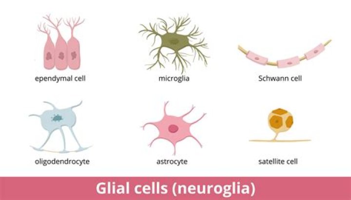 In the neuroglial cell?