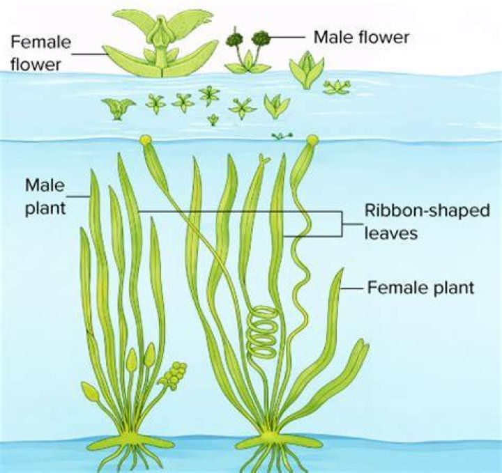 In vallisneria pollination takes place by?