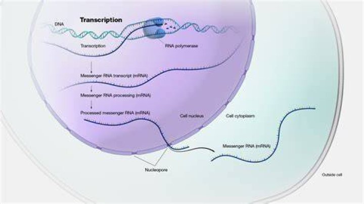 In vitro transcription spermidine?
