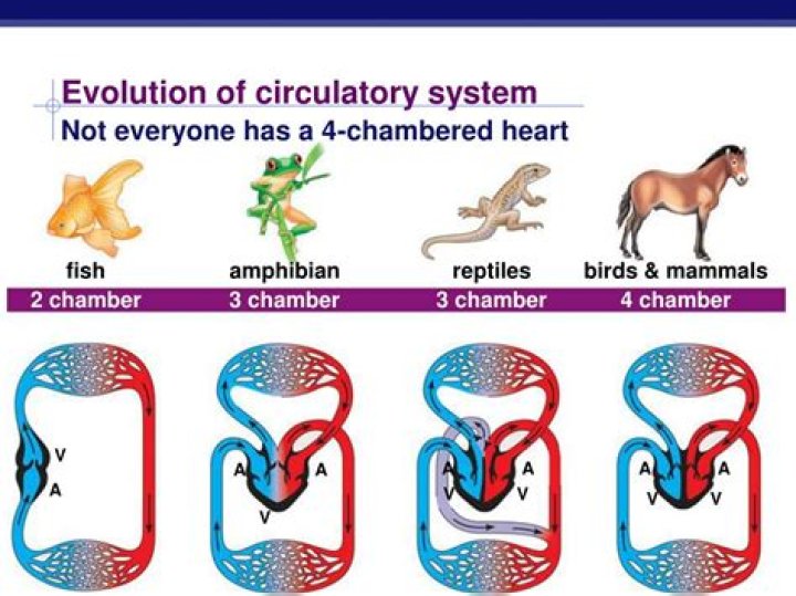 In which animal four chambered heart is present?