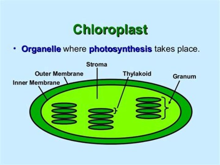 In which organelle does photosynthesis occur?