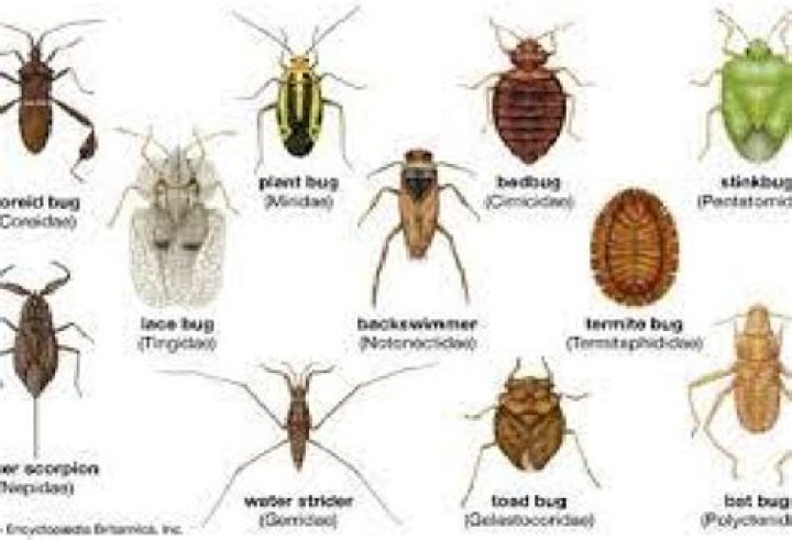 Insects in order hemiptera?