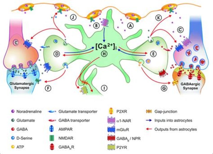 Interneuronal meaning in biology?
