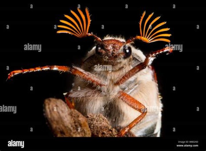 Is a cockchafer dangerous?