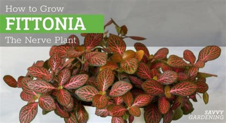 Is a fittonia a nerve plant?