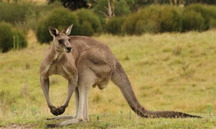 Is a kangaroo bipedal?