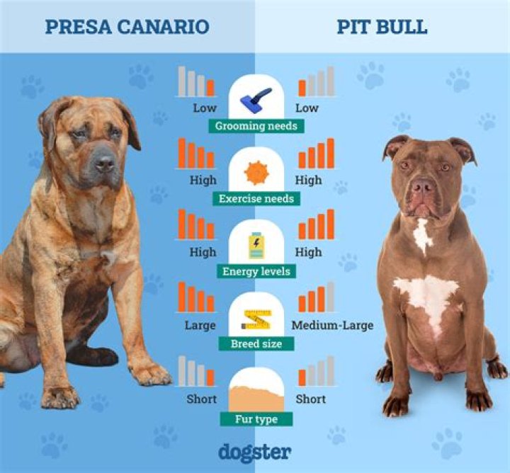 Is a presa canario a pitbull?