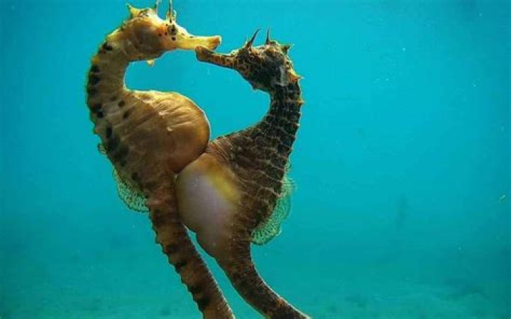 Is a seahorse nektonic?