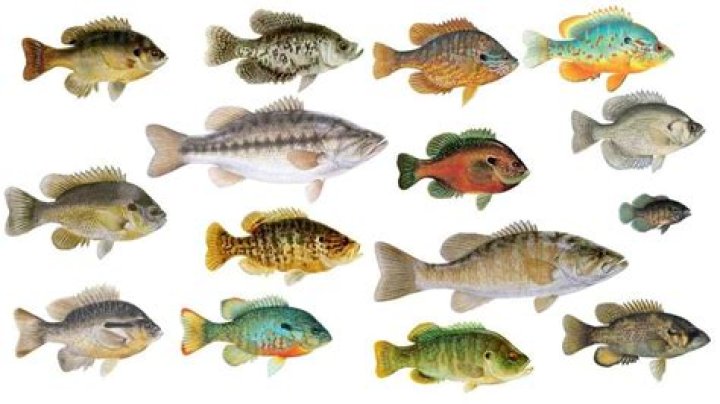 Is a sun fish a perch?