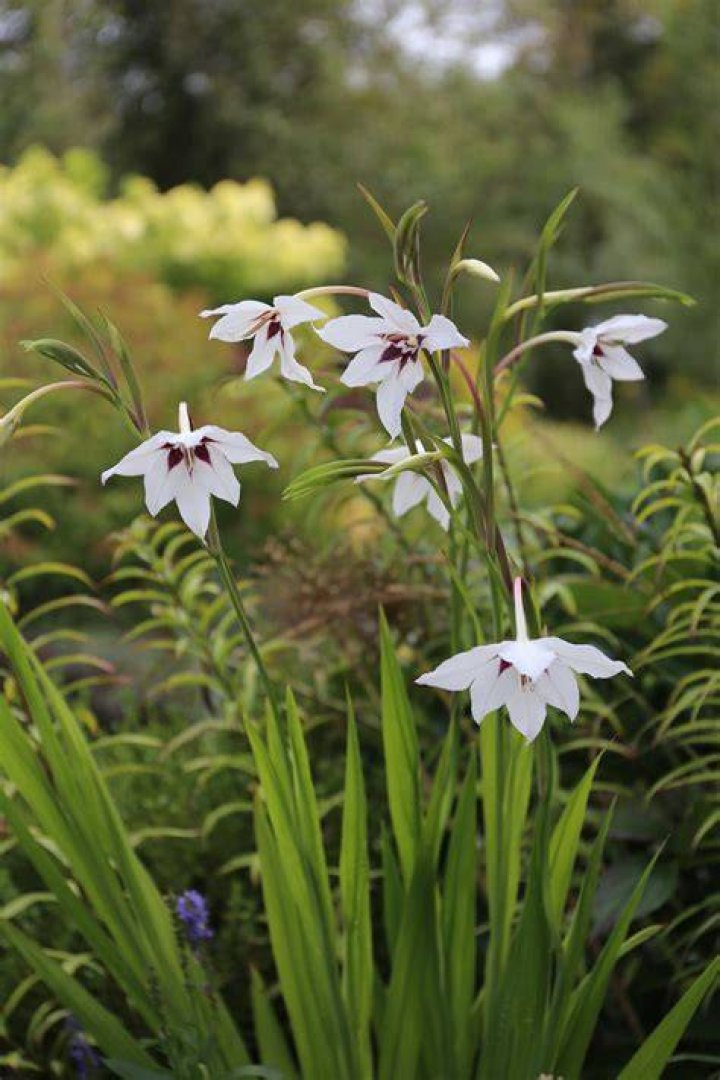 Is acidanthera a perennial?