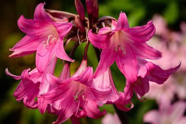 Is amaryllis belladonna poisonous to humans?