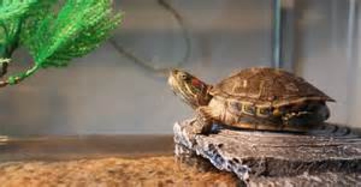 Is anacharis safe for turtles?