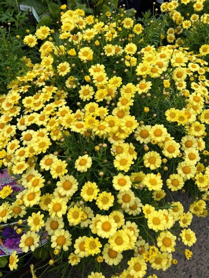 Is argyranthemum a perennial plant?