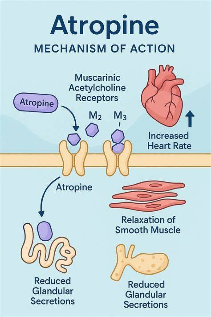 Is atropine a vasoconstrictor?