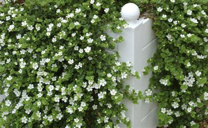 Is bacopa an annual or perennial?