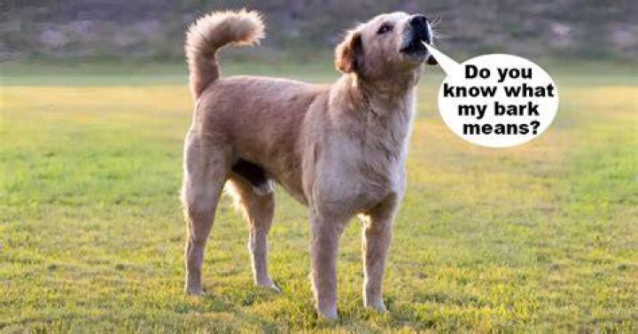 Is barking a language?
