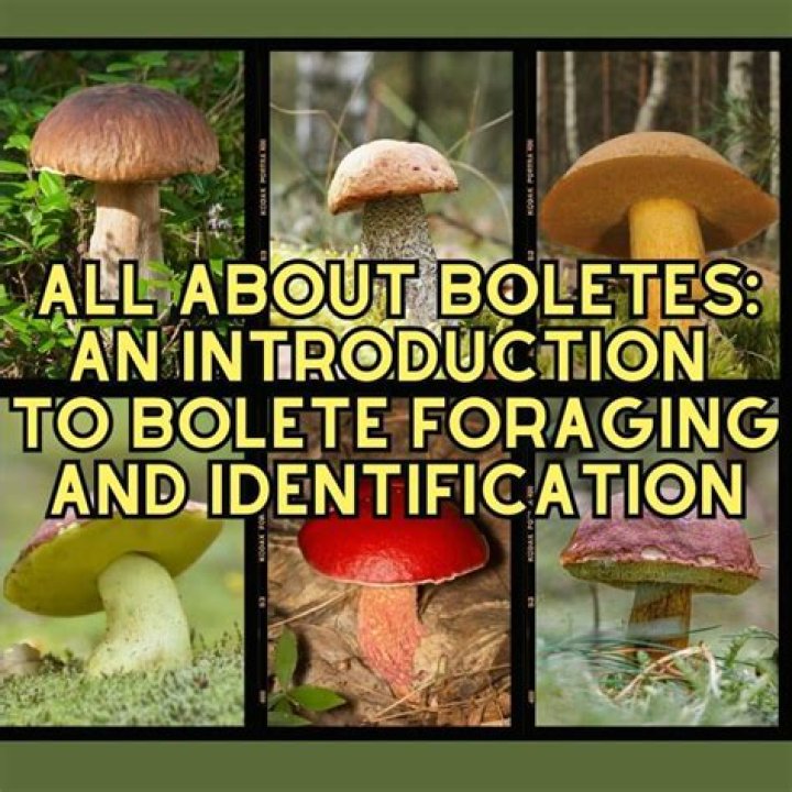 Is bolete eater edible?