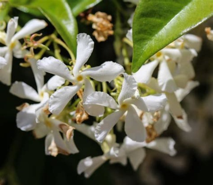 Is confederate jasmine poisonous?