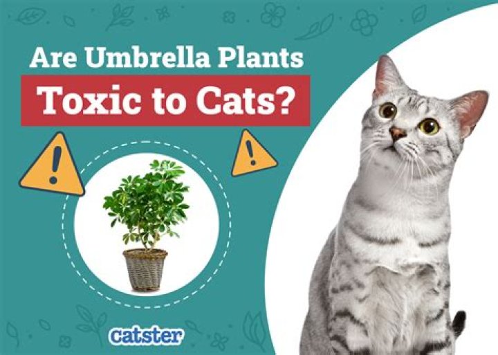 Is crassula toxic to cats?