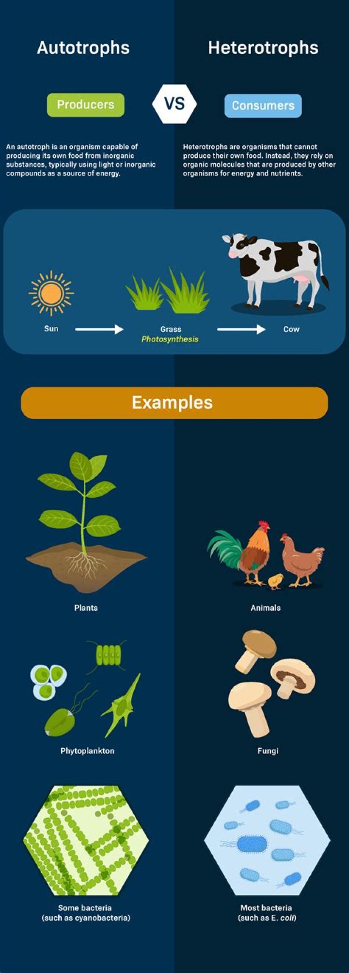 Is cuscuta a heterotroph?