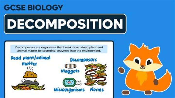 Is decomposition of a dead organism a physical change?