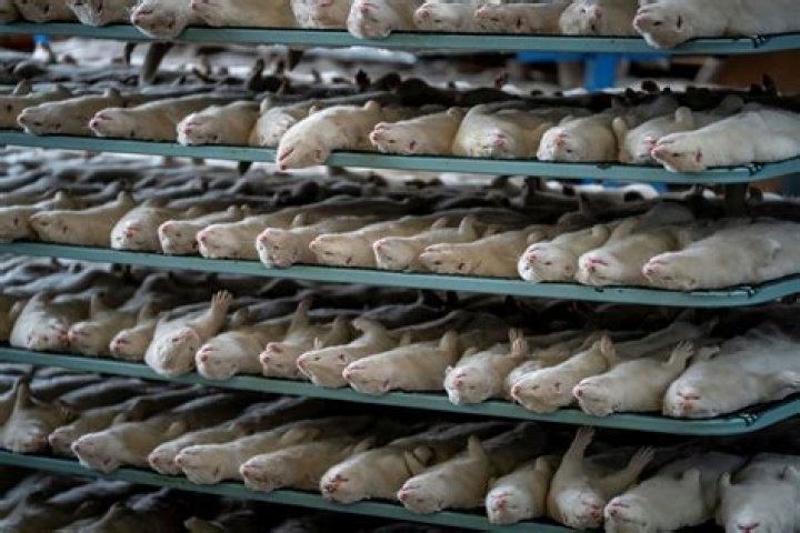Is denmark culling mink?