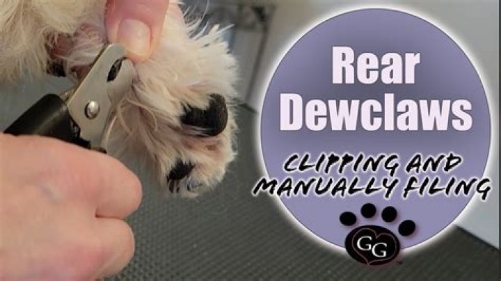 Is dew claw removal covered by insurance?