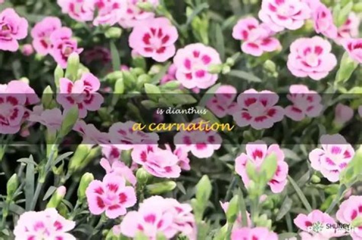 Is dianthus a carnation?