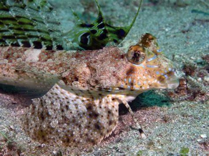 Is dragonet a fish?