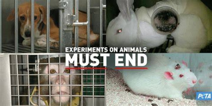 Is experimenting on animals cruel?