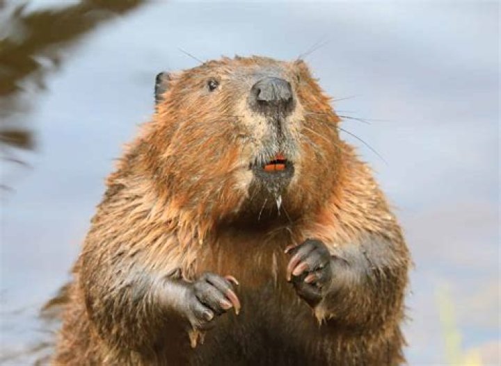Is felt made from beaver?