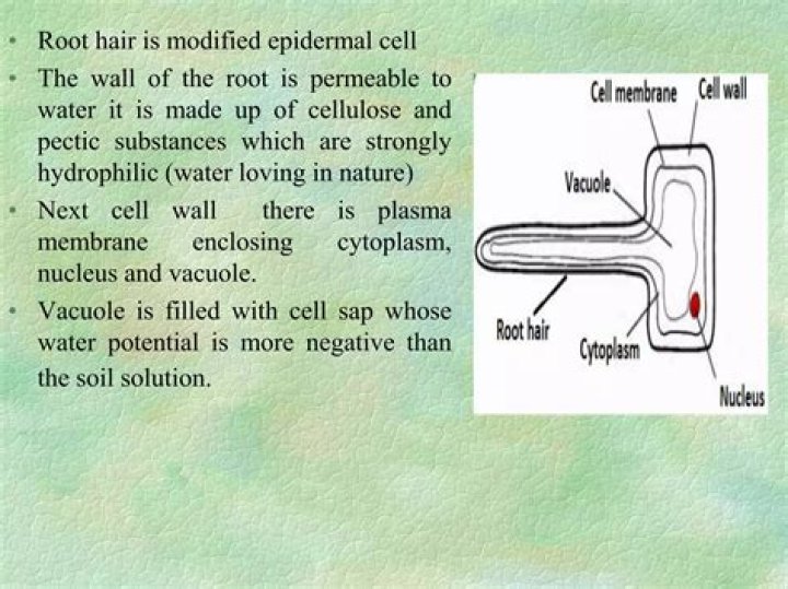 Is filled with cell sap?