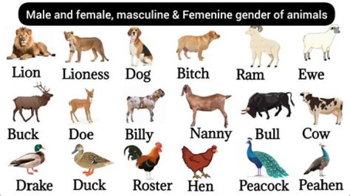 Is germaine a male or female name?