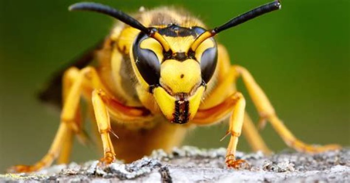 Is getting stung by a wasp dangerous?