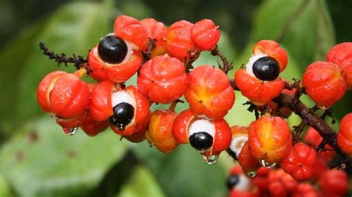 Is guarana bad for you?