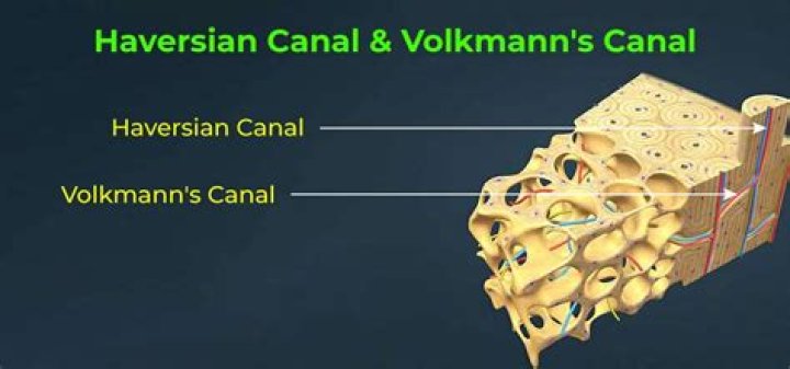 Is haversian canal present in cartilage?