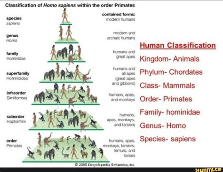 Is hominidae a order?