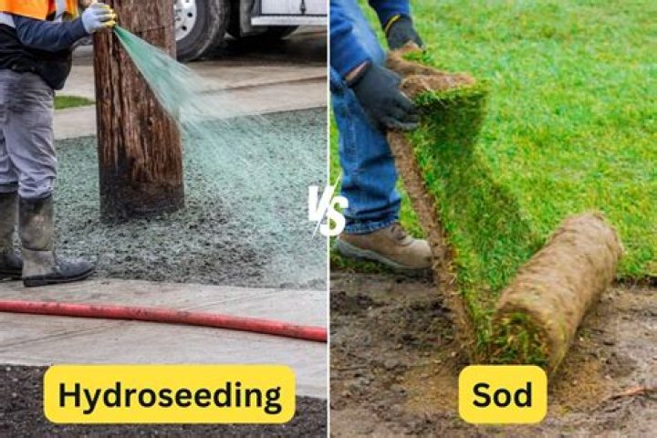 Is hydroseeding cheaper than sod?
