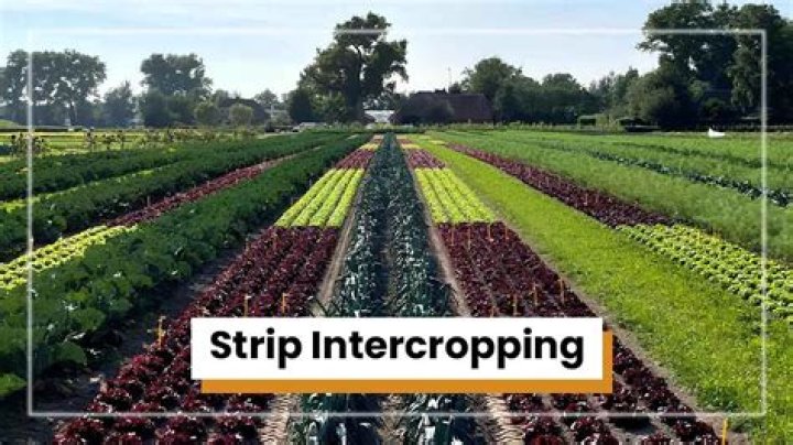 Is intercropping a word?