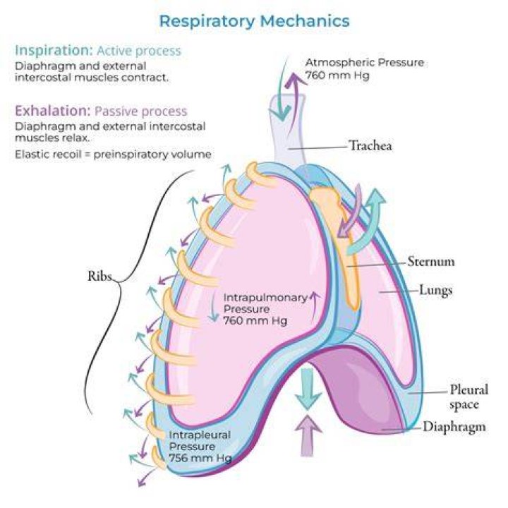 Is intrapleural space and pleural cavity the same thing?