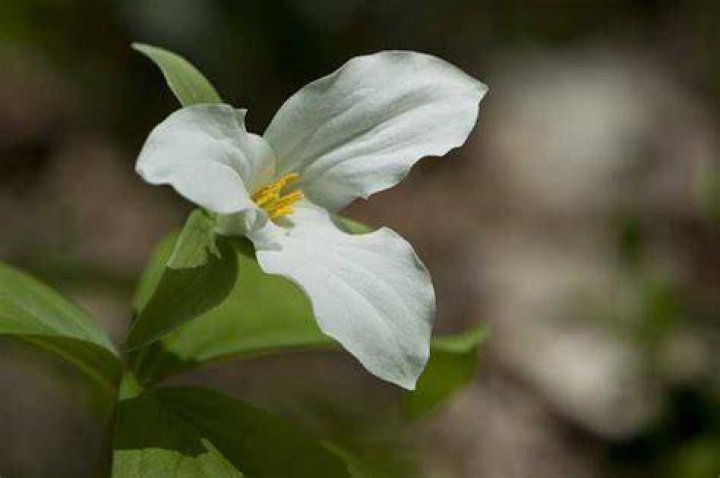 Is it illegal to pick trilliums in oregon?