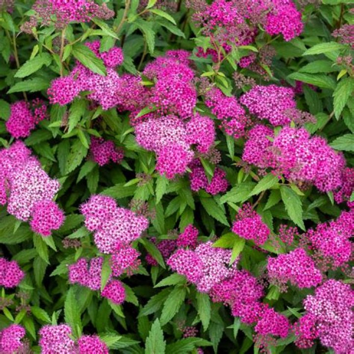 Is japanese meadowsweet deer resistant?