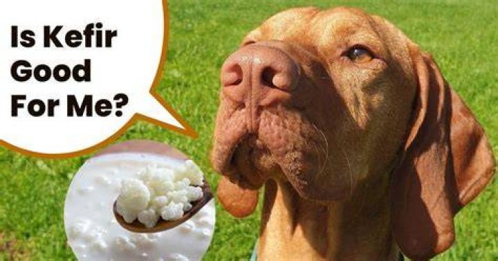 Is kefir good for dogs?