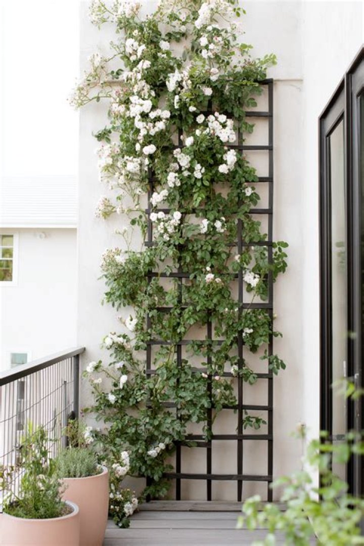 Is lamarque a climbing rose?