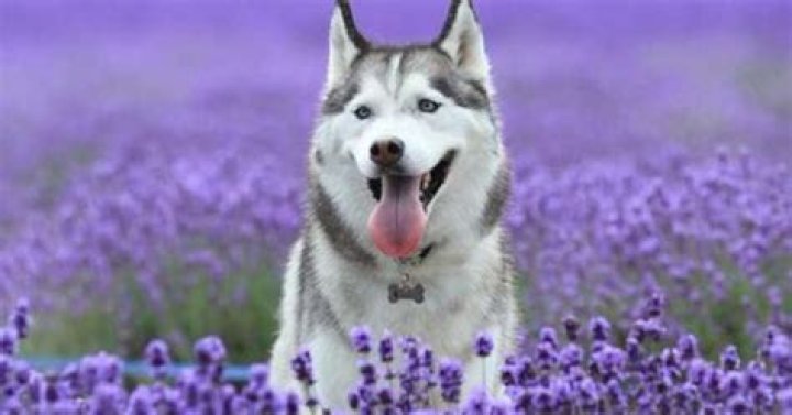 Is lavender safe for dogs?